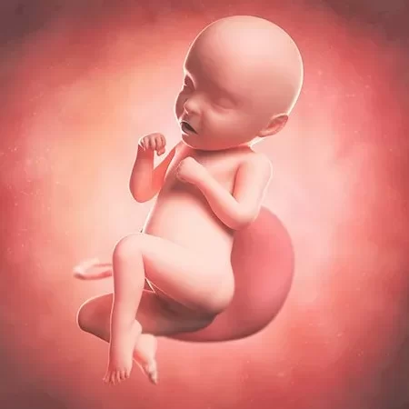 Desarrollo del bebé – Todo sobre las 31 semanas de gestación