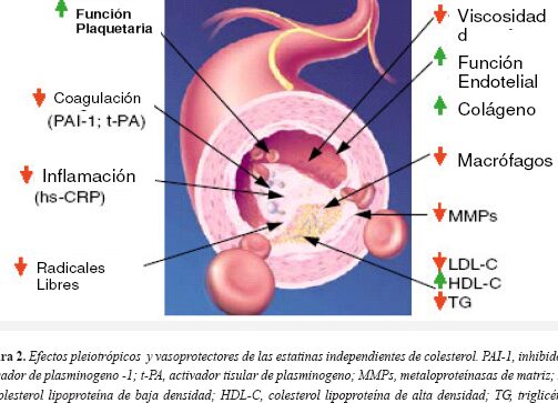 El cilostazol: Vasodilatador para el tratamiento de enfermedades vasculares periféricas y prevención de recurrencia de accidentes cerebrovasculares