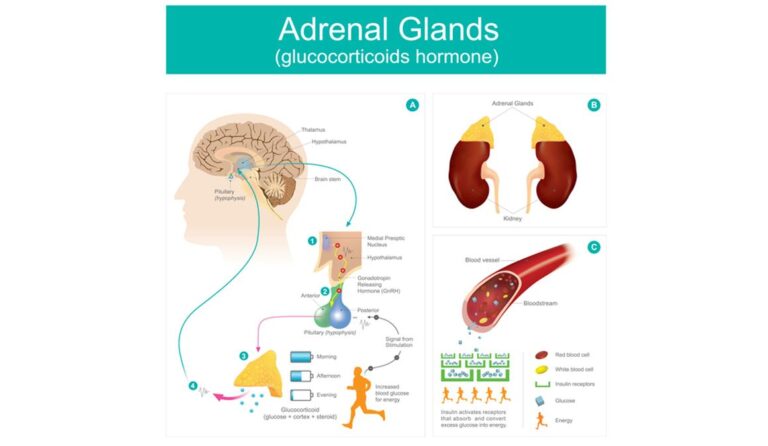 Insuficiencia adrenal: todo lo que debes saber