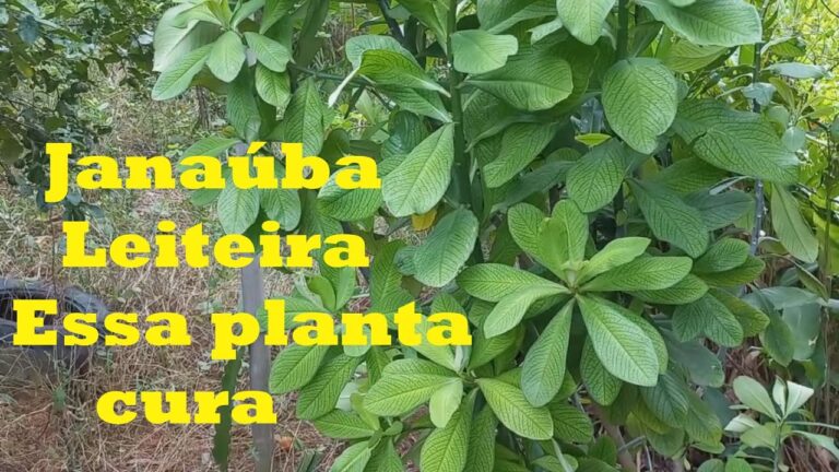 Janaúba: La planta milagrosa con increíbles propiedades medicinales