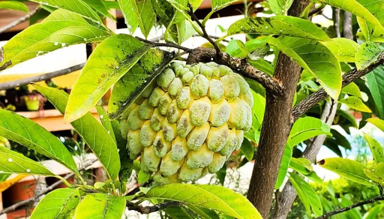 La fruta-do-conde: ¡una delicia tropical llena de beneficios para tu salud!