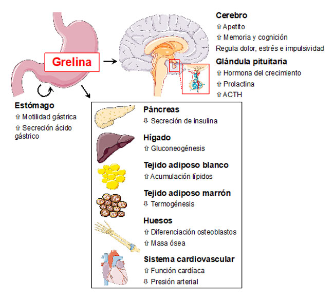La hormona grelina y su impacto en el apetito y el crecimiento