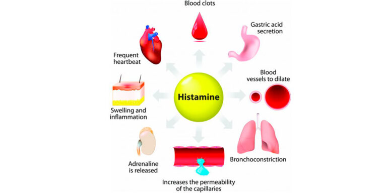 La importancia de la histidina en nuestra dieta
