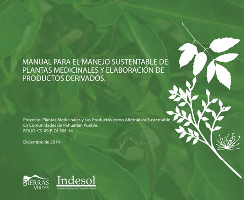 La Losna: Una planta medicinal con múltiples beneficios para la salud