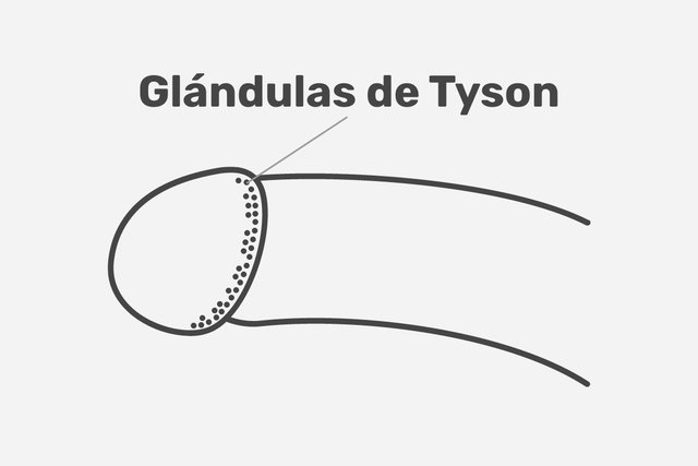 Las glándulas de Tyson: todo lo que debes saber sobre ellas