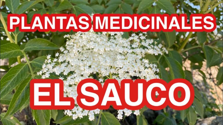 Propiedades medicinales del saúco y otros usos en la medicina tradicional