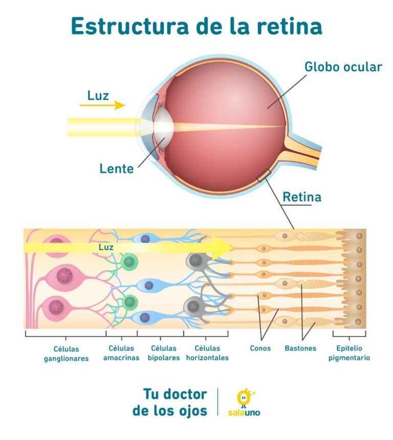Todo lo que necesitas saber sobre el mapeo de retina
