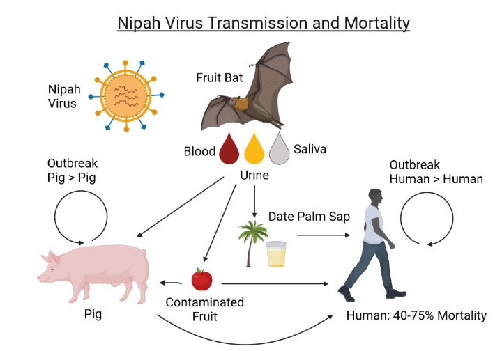 Virus Nipah: una amenaza mortal